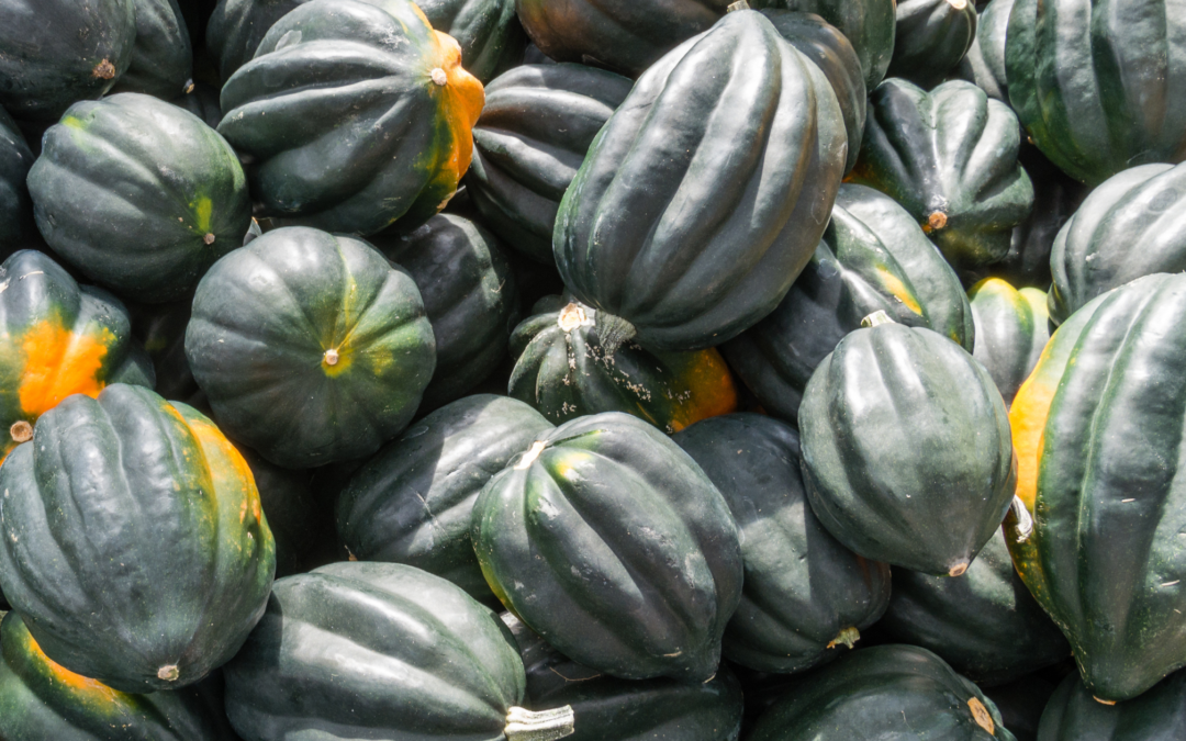 Acorn Squash