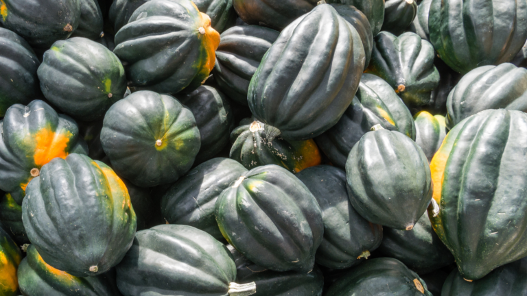 Acorn Squash