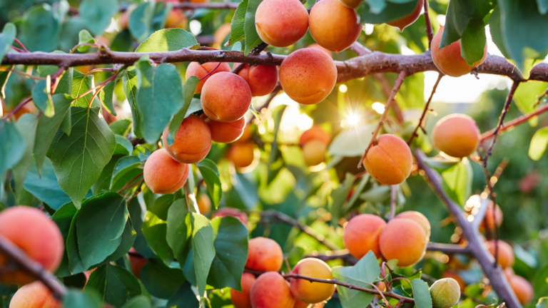 Apricots