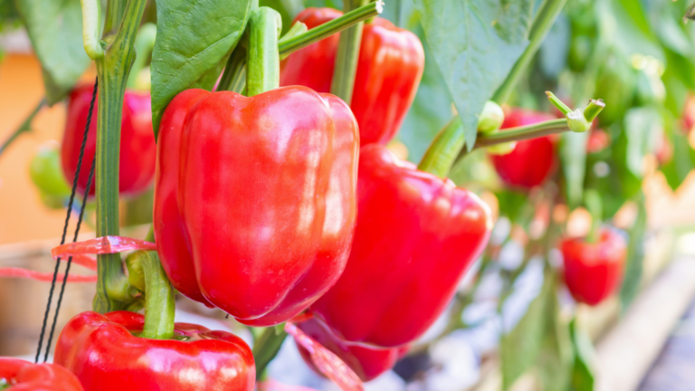 Bell Pepper
