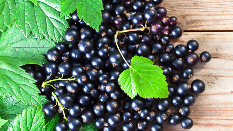 Black Currants