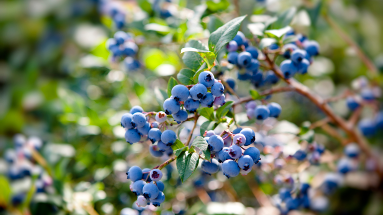 Blueberries