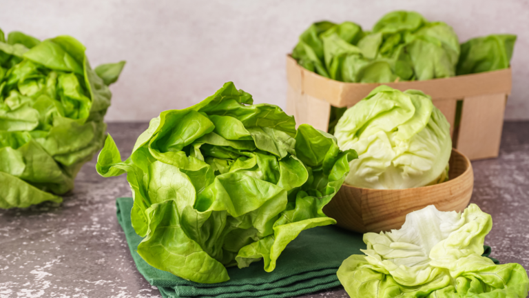 Boston Bibb Lettuce