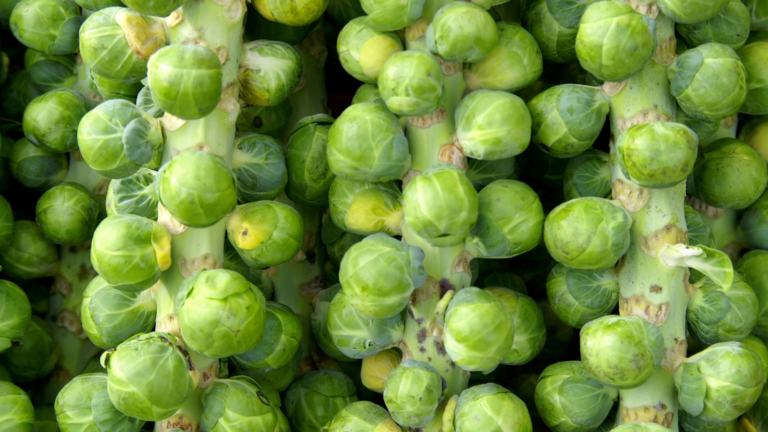 Brussels Sprouts