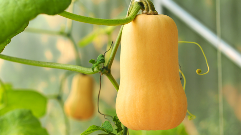 Butternut Squash