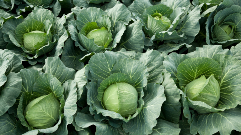 Cabbage
