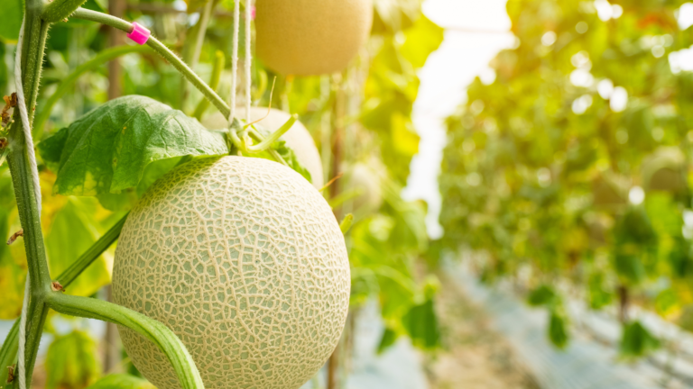 Cantaloupe