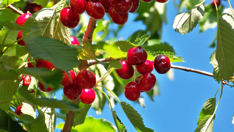 Cherries