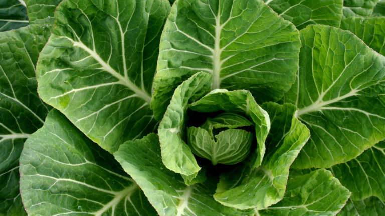 Collard Greens
