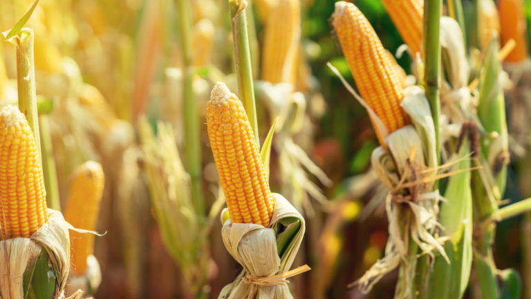 Corn