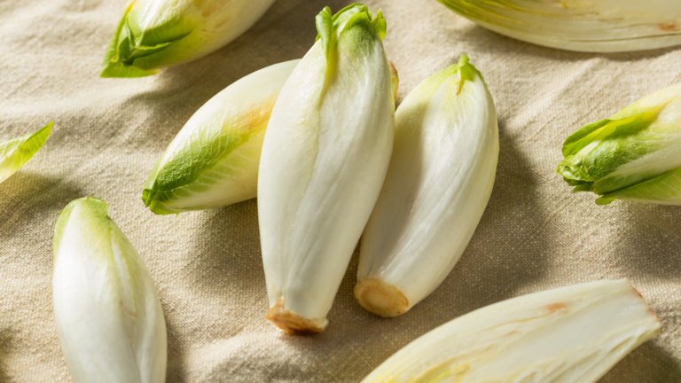 Belgian Endive