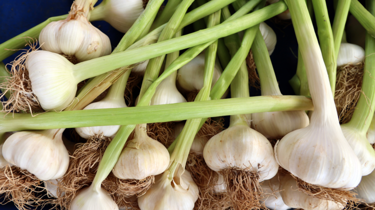 Garlic