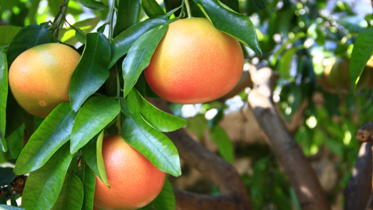 Grapefruit