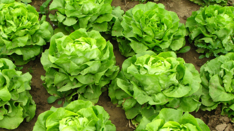 Green Leaf Lettuce