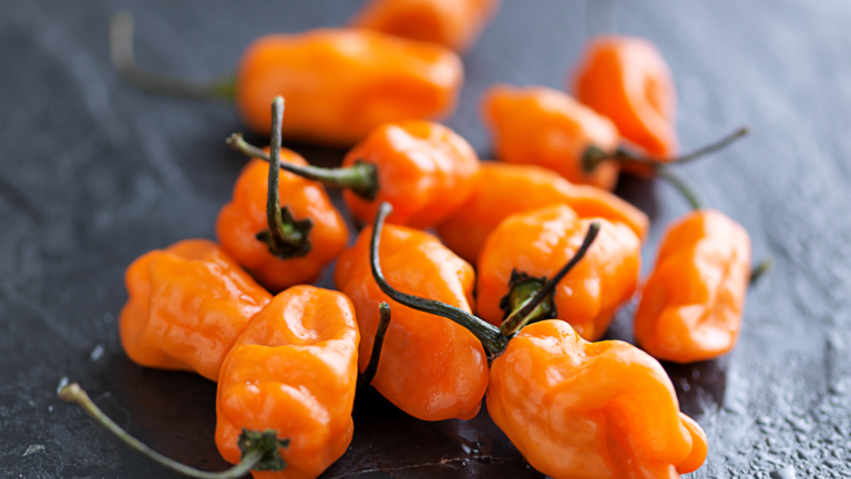 Habanero Pepper