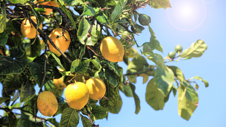 Lemons