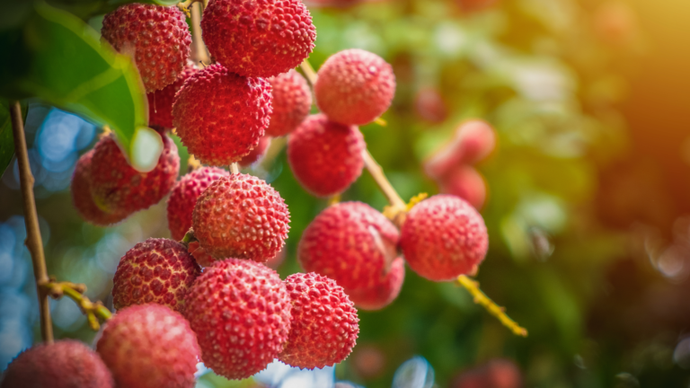 Lychee