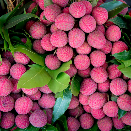 Lychee sq