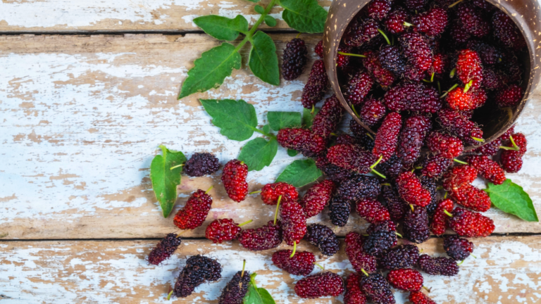 Mulberries