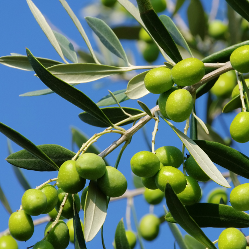 Olives sq