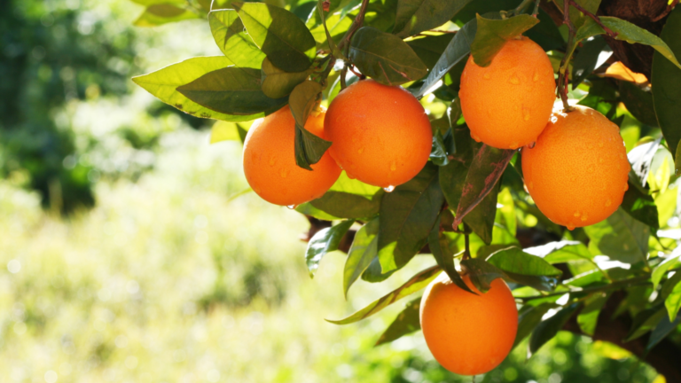 Oranges