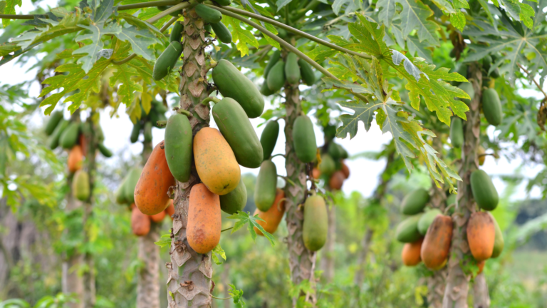 Papaya
