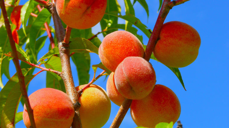 Peaches