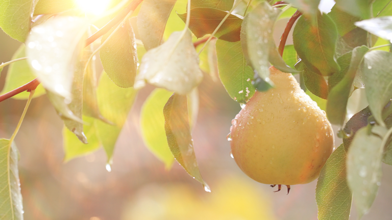 Pears