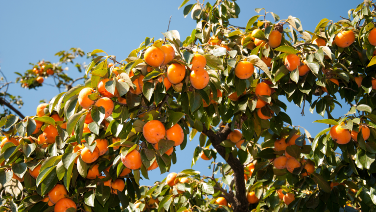 Persimmon