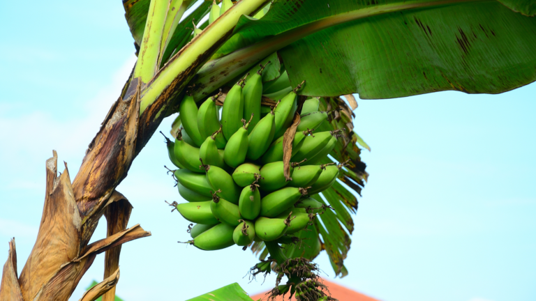 Plantains