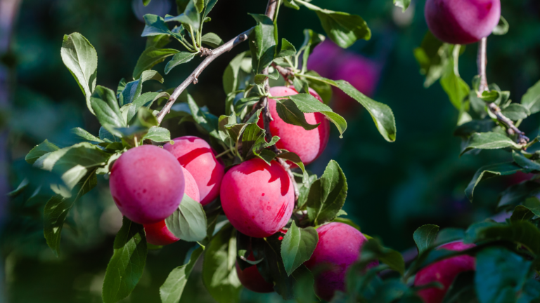 Plums