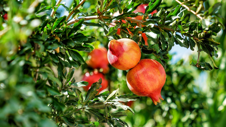 Pomegranates