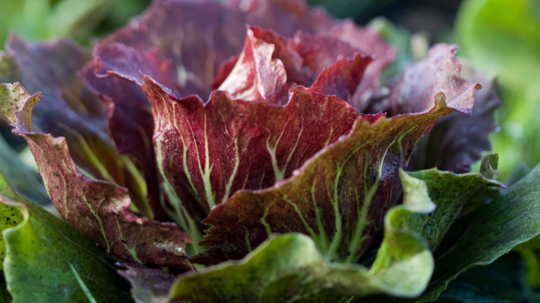 Red Leaf Lettuce