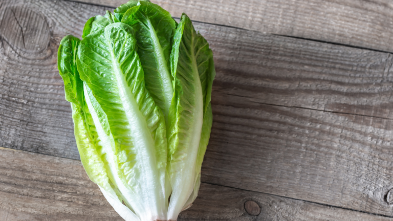 Romaine Lettuce