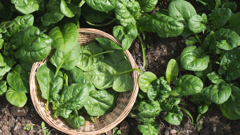 Spinach