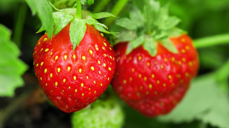 Strawberries
