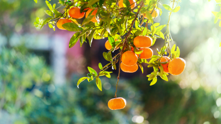 Tangerines
