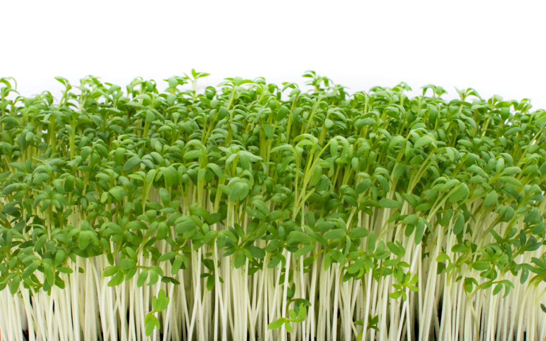 Watercress