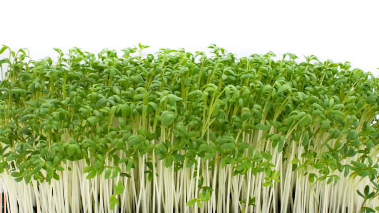 Watercress