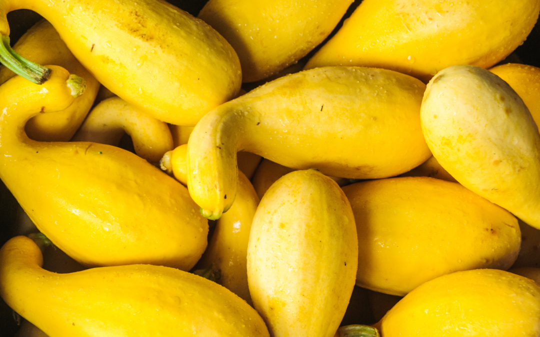 Yellow Squash