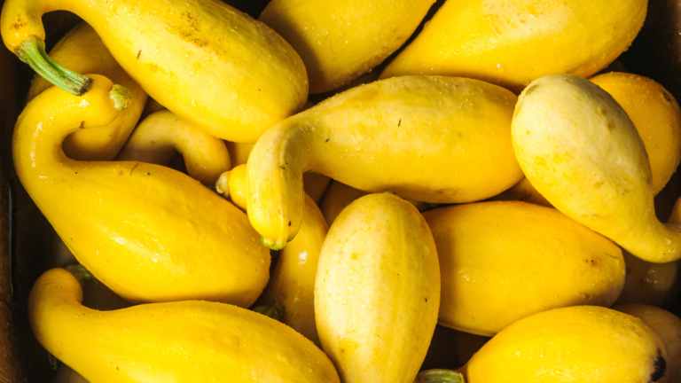 Yellow Squash