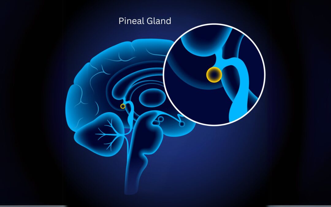 Pineal Gland Insights