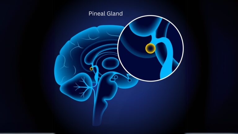 Pineal Gland Insights