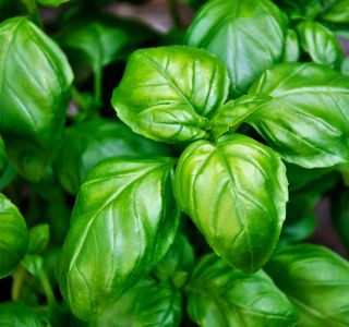 Basil
