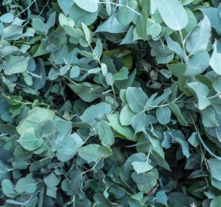 Eucalyptus