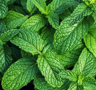 Mint