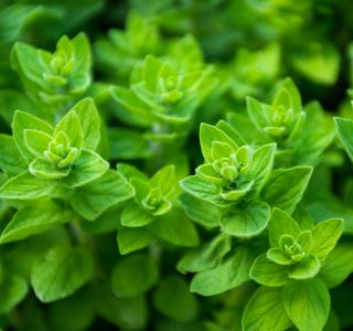 OREGANO