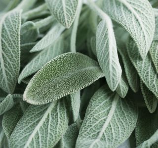 Sage