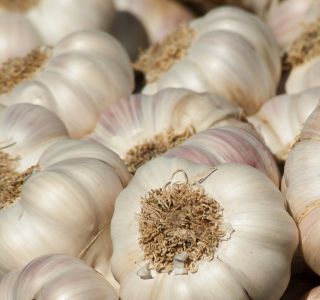 garlic