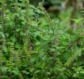 holy basil